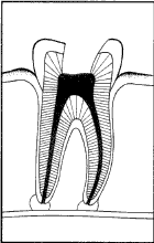 TOOTH