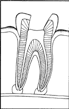 TOOTH
